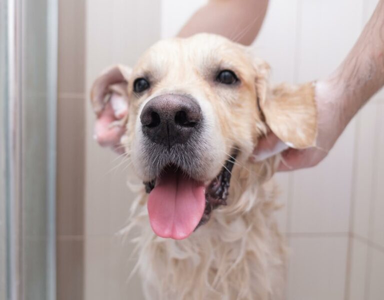 Najważniejsze zasady higieny dla psa i kota